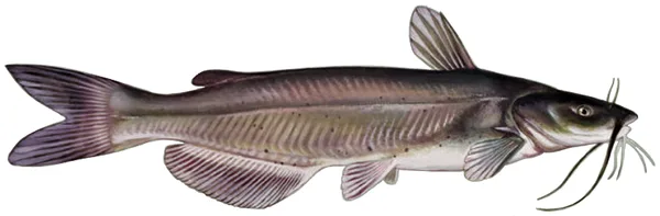 Channel Catfish