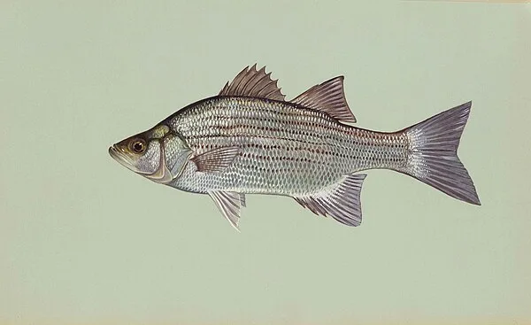 Hybrid Striped Bass